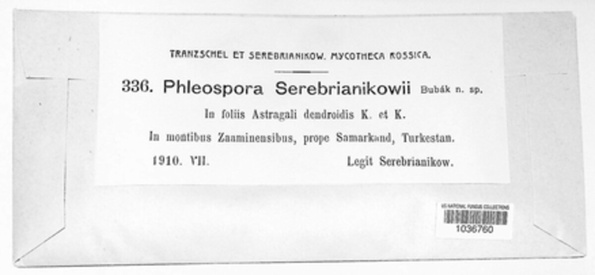 Phloeospora serebrianikowii image